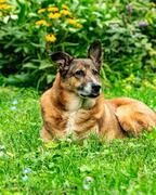 Bandit, an adoptable German Shepherd Dog in Hawkestone, ON, L0L 1T0 | Photo Image 6