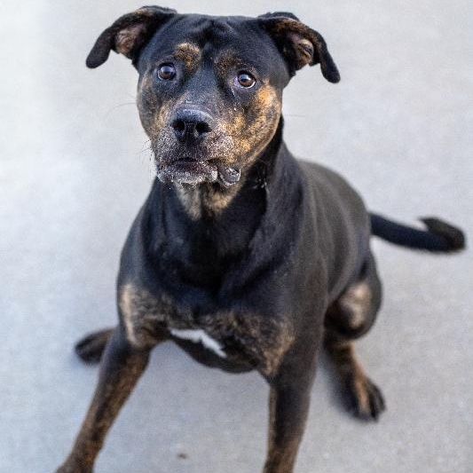 Enlarge BRONSON, a Adoptable mixed breed in Louisville, KY image 1/2