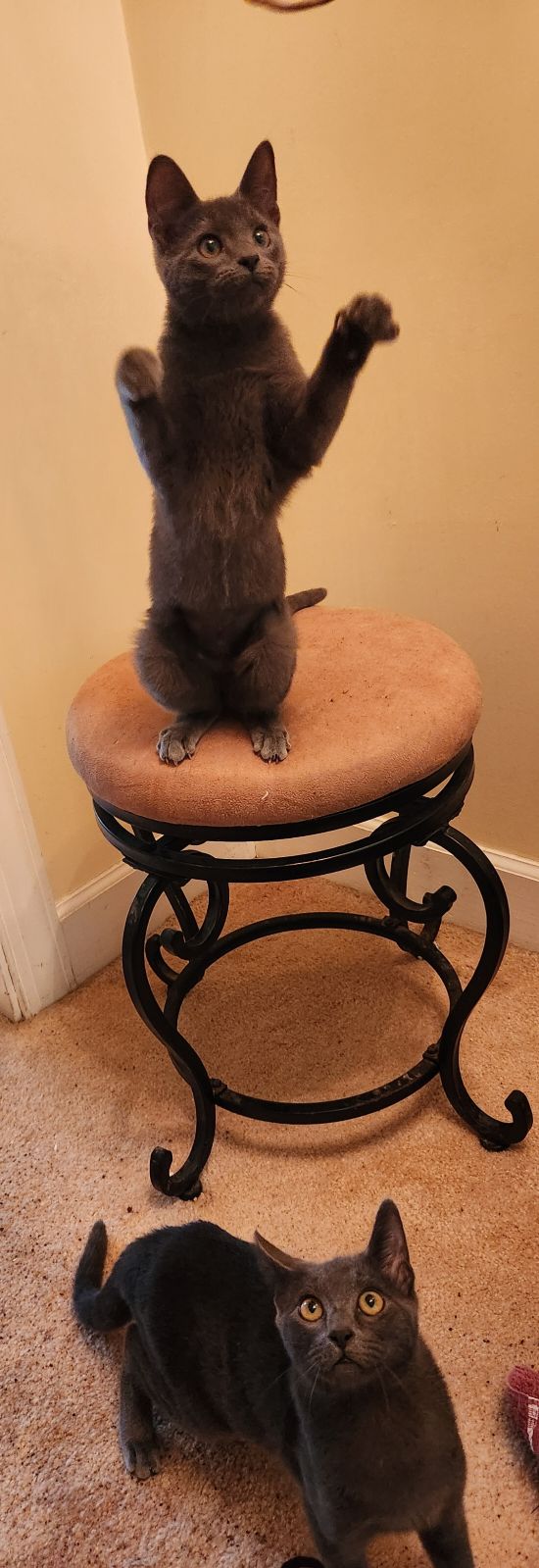 Enlarge Vera and Alexey, a Adopted mixed breed in Fort Oglethorpe, GA image 2/6