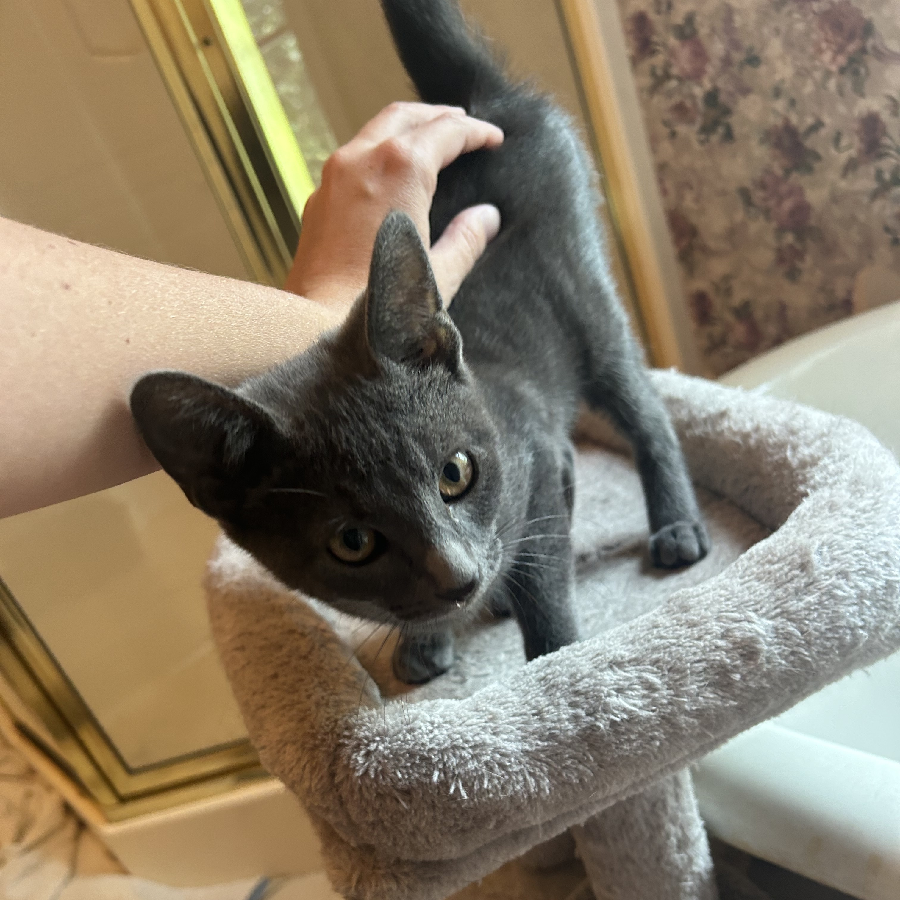 Enlarge Vera and Alexey, a Adopted mixed breed in Fort Oglethorpe, GA image 4/6