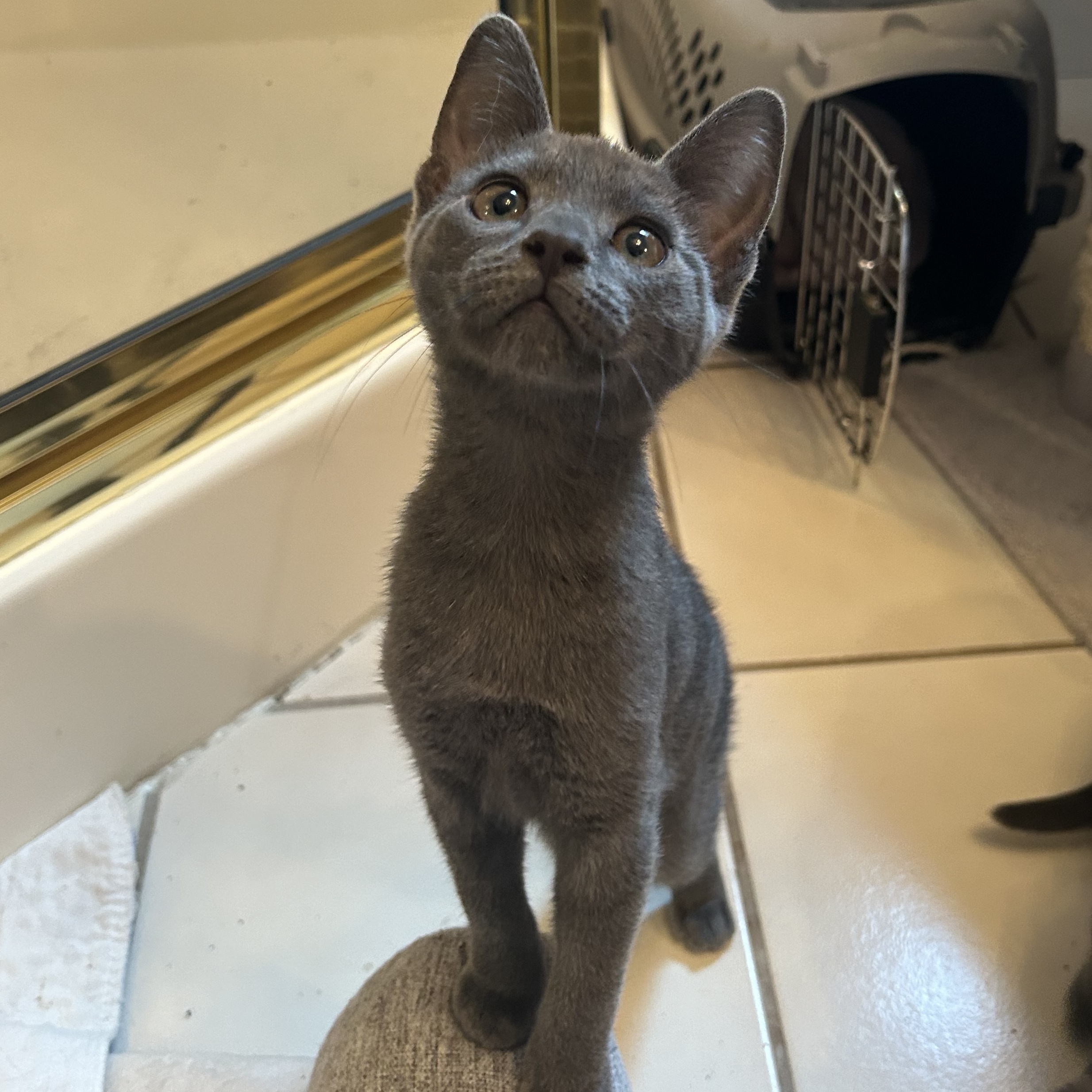 Vera and Alexey, Adopted, Kitten Female Russian Blue & Domestic Short Hair.