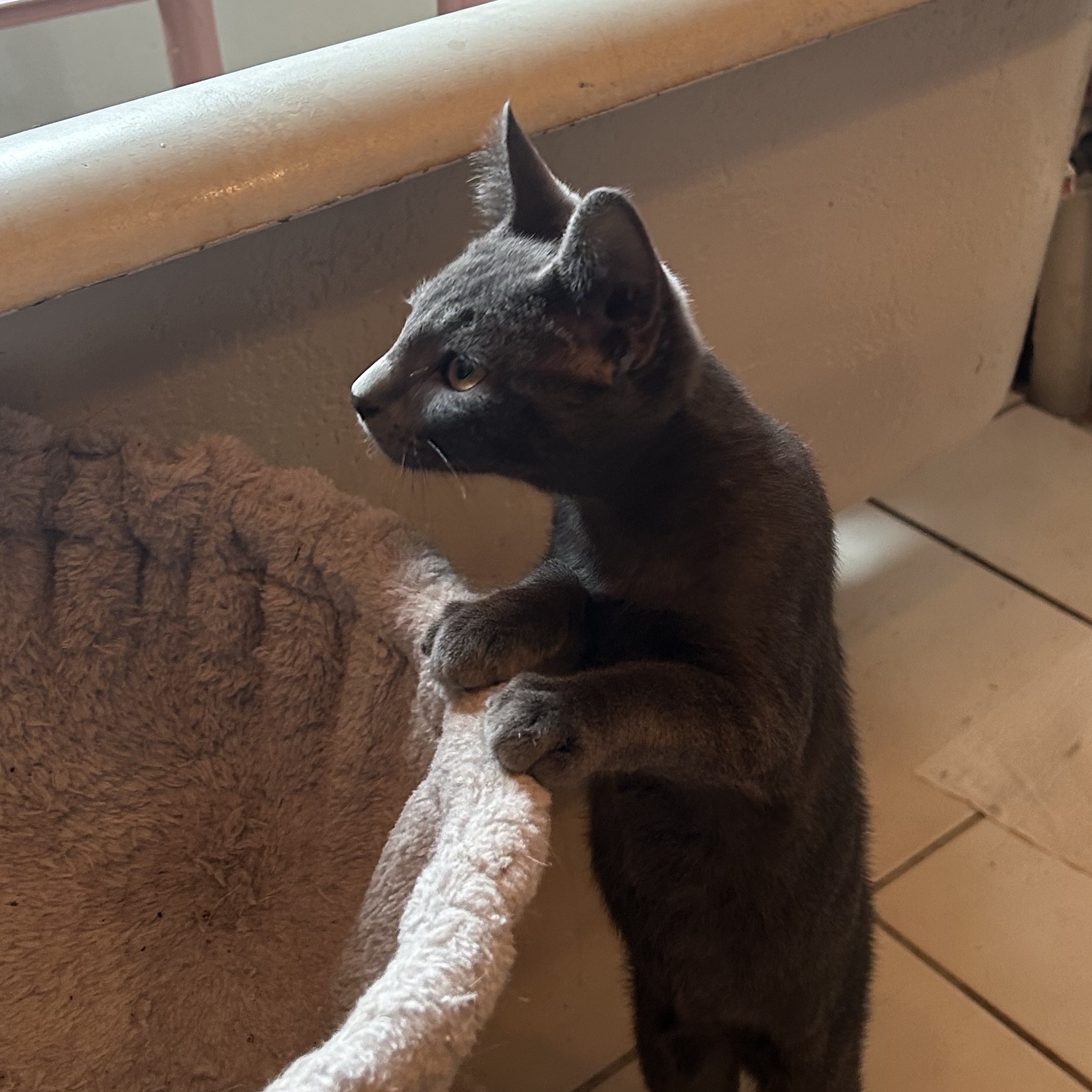 Enlarge Vera and Alexey, a Adopted mixed breed in Fort Oglethorpe, GA image 6/6