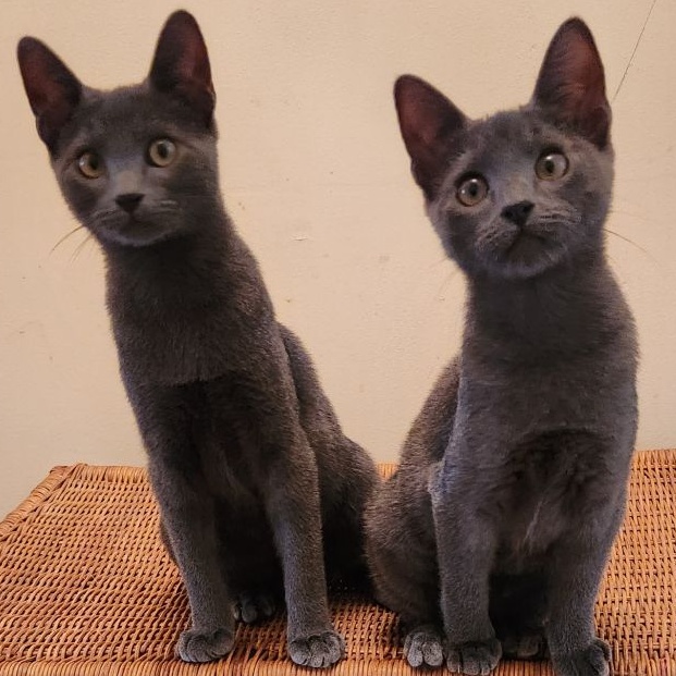 Enlarge Vera and Alexey, a Adopted mixed breed in Fort Oglethorpe, GA image 1/6