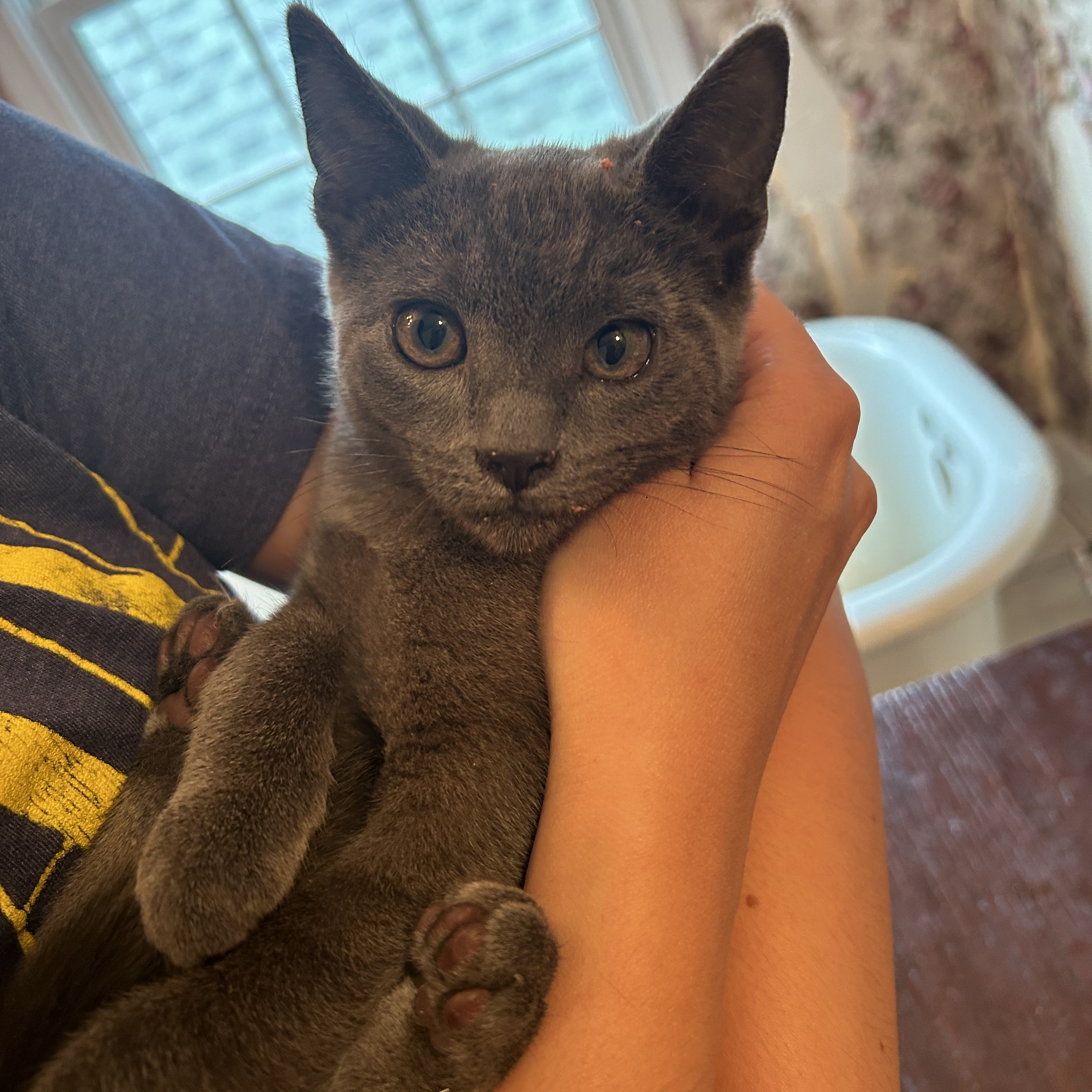 Enlarge Vera and Alexey, a Adopted mixed breed in Fort Oglethorpe, GA image 3/6