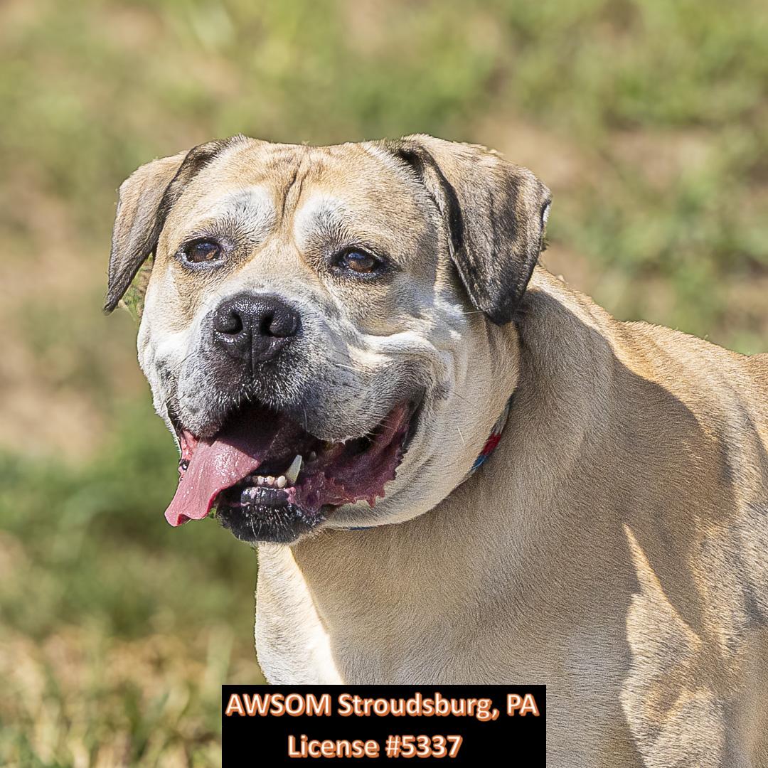 Zeus II, Adoptable, Young Male Mastiff.