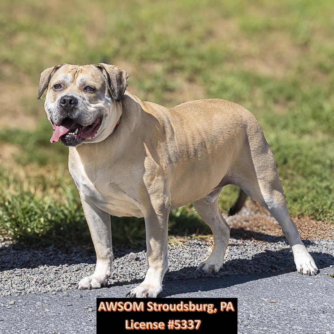 Zeus II, an adoptable Mastiff in Stroudsburg, PA, 18360 | Photo Image 1