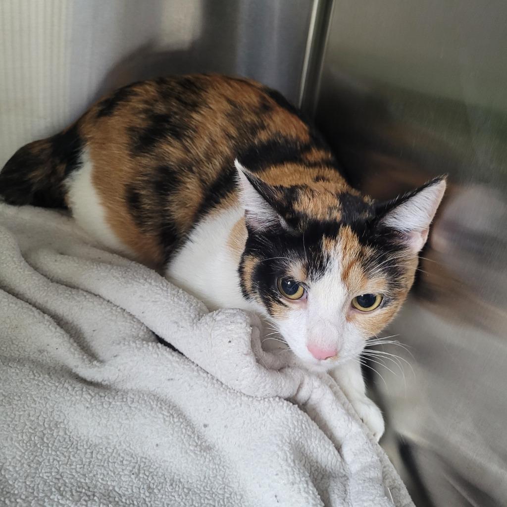 Rumi, Adoptable, Young Female Domestic Short Hair.