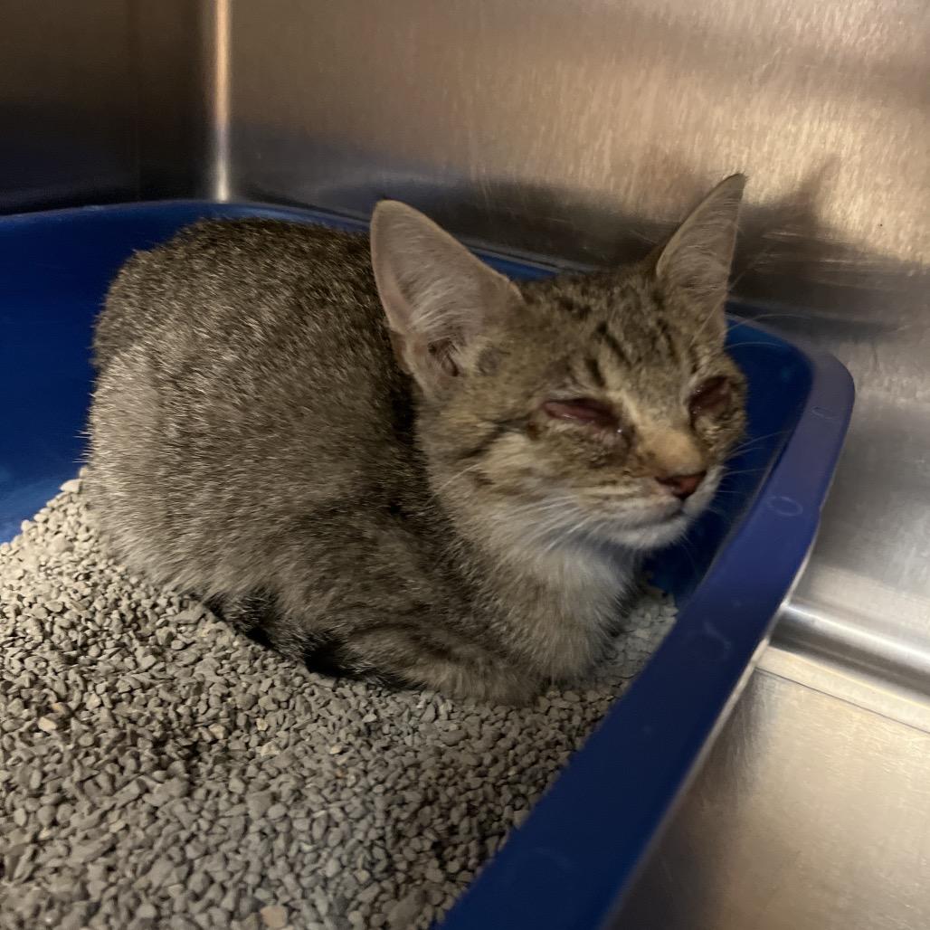 LuKacey Lynn, Adoptable, Kitten Female Domestic Short Hair.