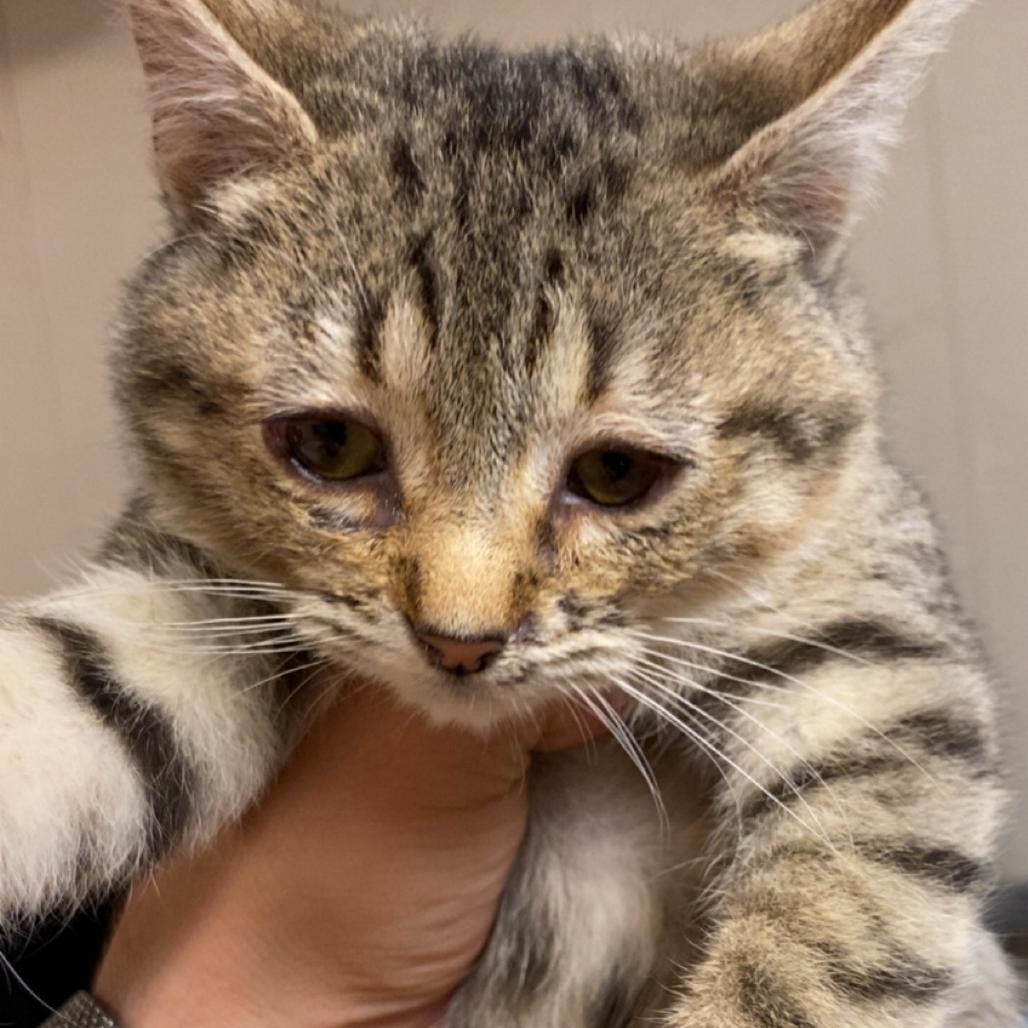 Enlarge LuKacey Lynn, a Adoptable Domestic Short Hair in Clarksville, AR image 2/3