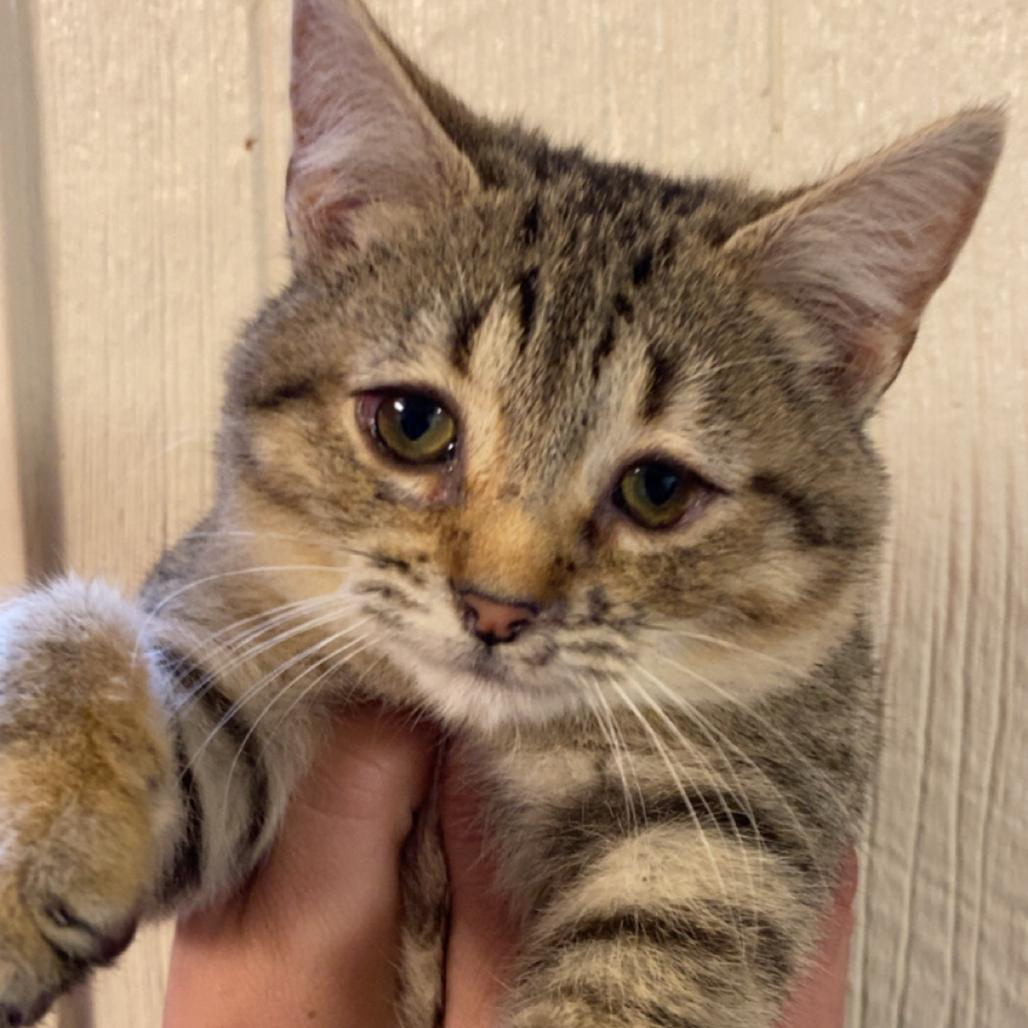 Enlarge LuKacey Lynn, a Adoptable Domestic Short Hair in Clarksville, AR image 3/3