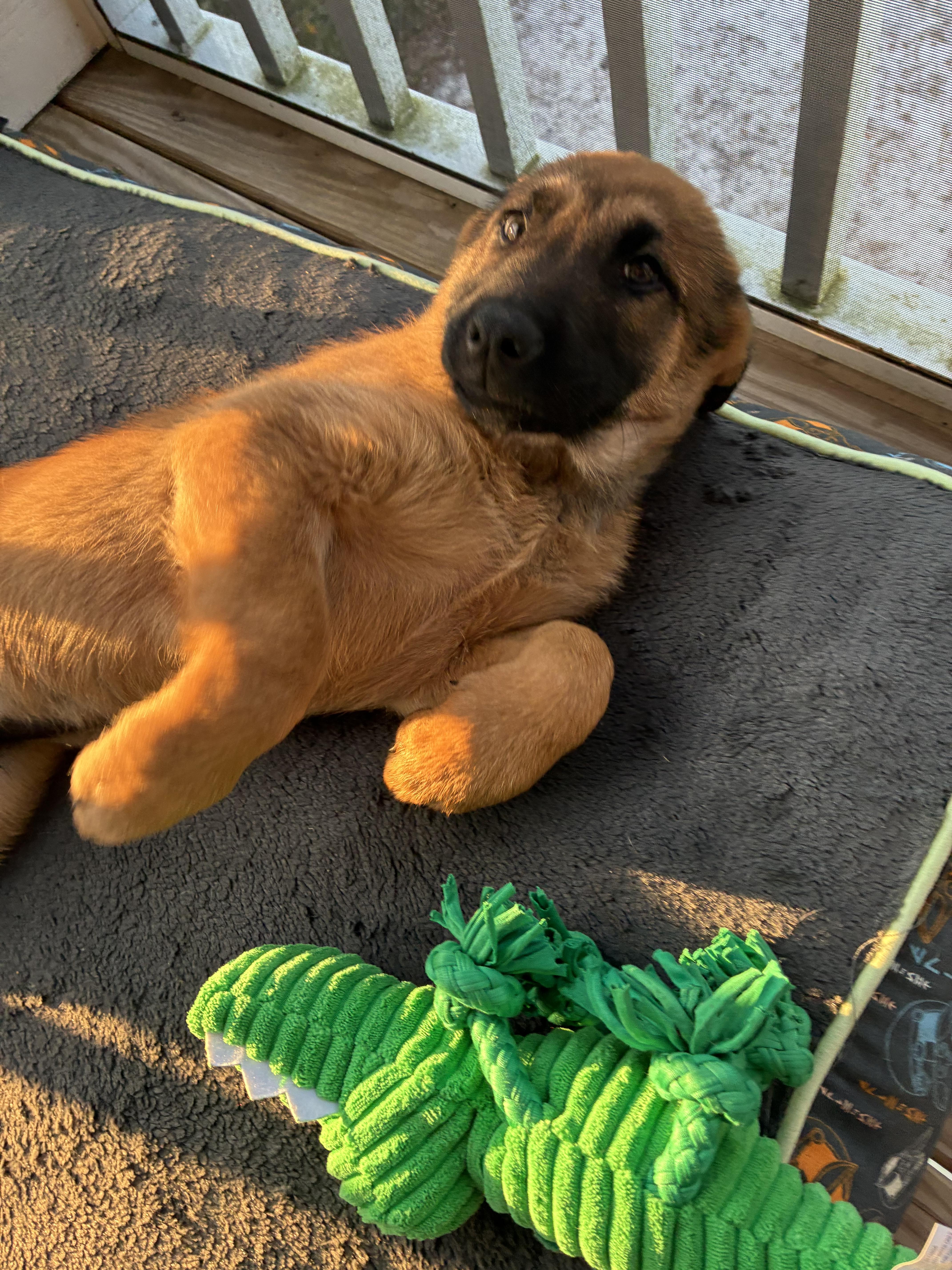 Clyde , adopted, Puppy Male Anatolian Shepherd.