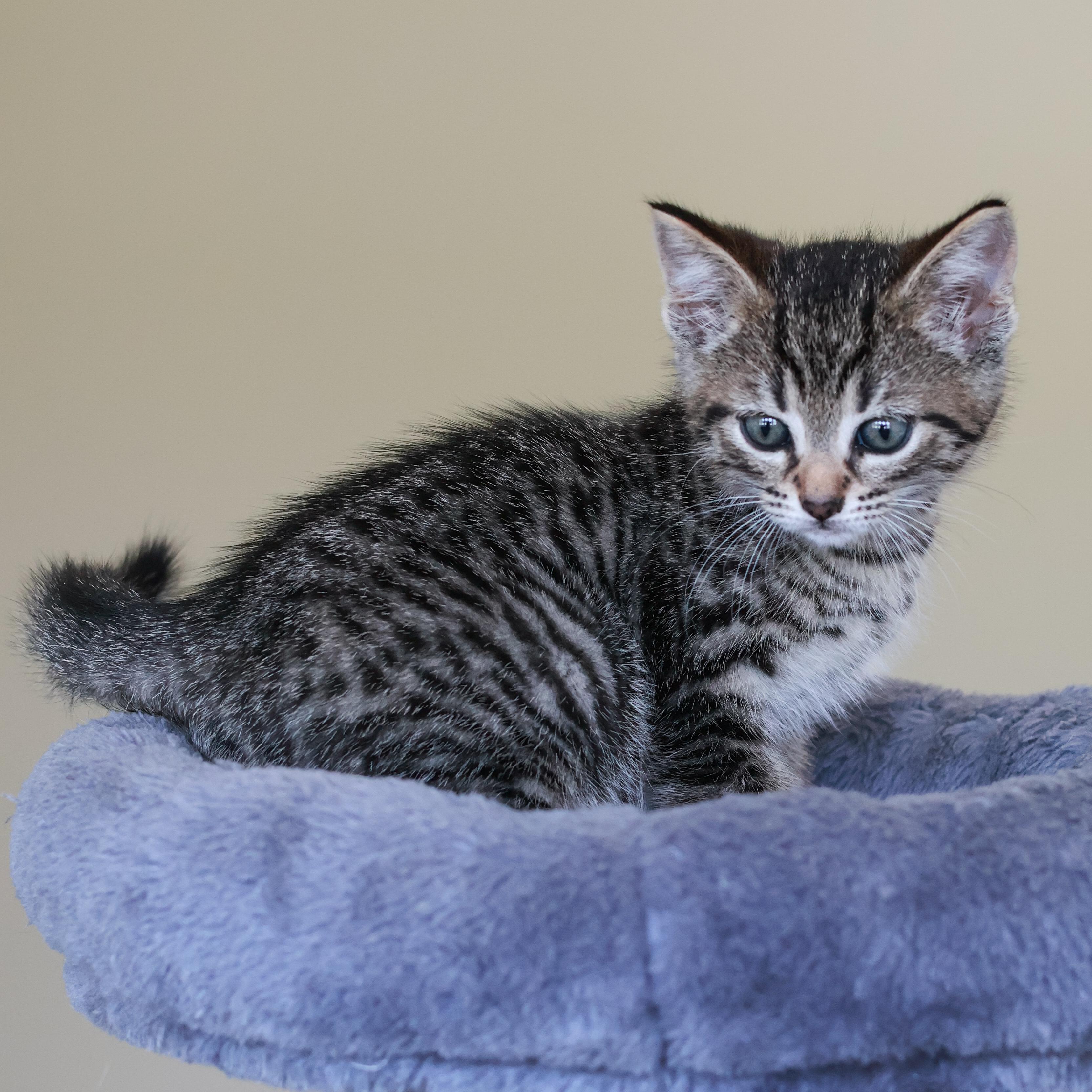Baxter, adopted, Kitten Male Domestic Short Hair.