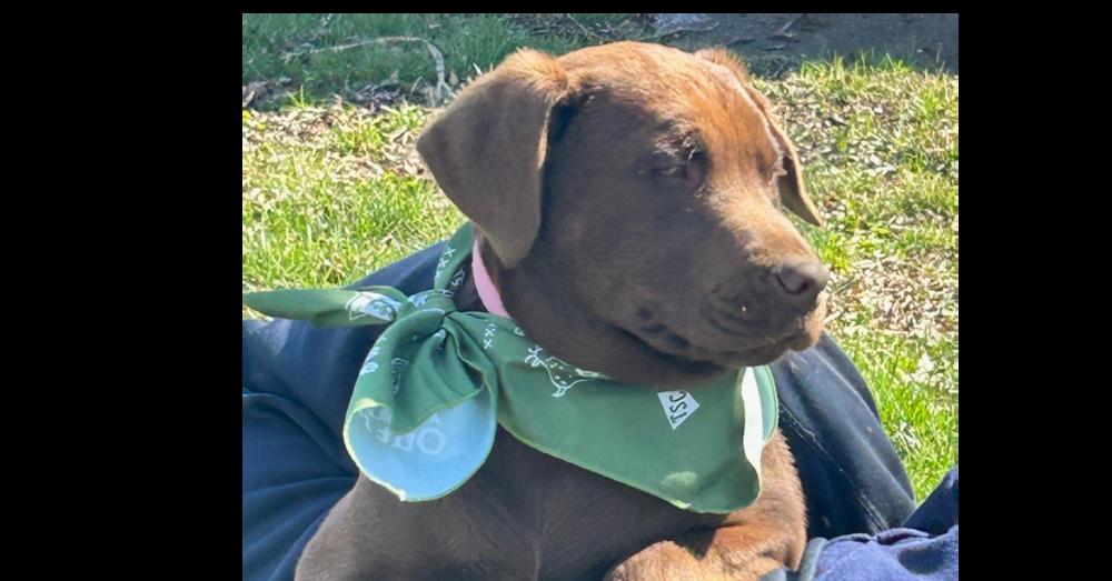 Lenny - Can you be my family, a Adoptable mixed breed in Green Ridge, MO image 1/2