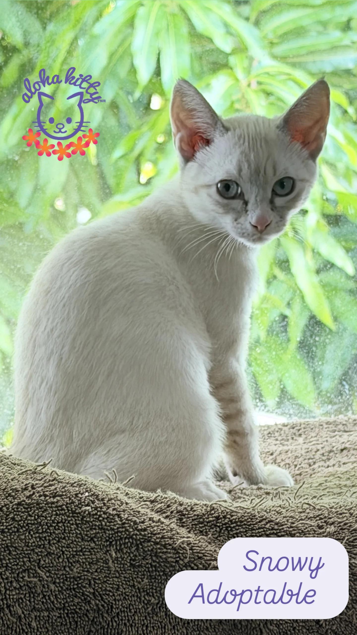 Snowy, Adopted, Young Female Domestic Short Hair & Siamese.