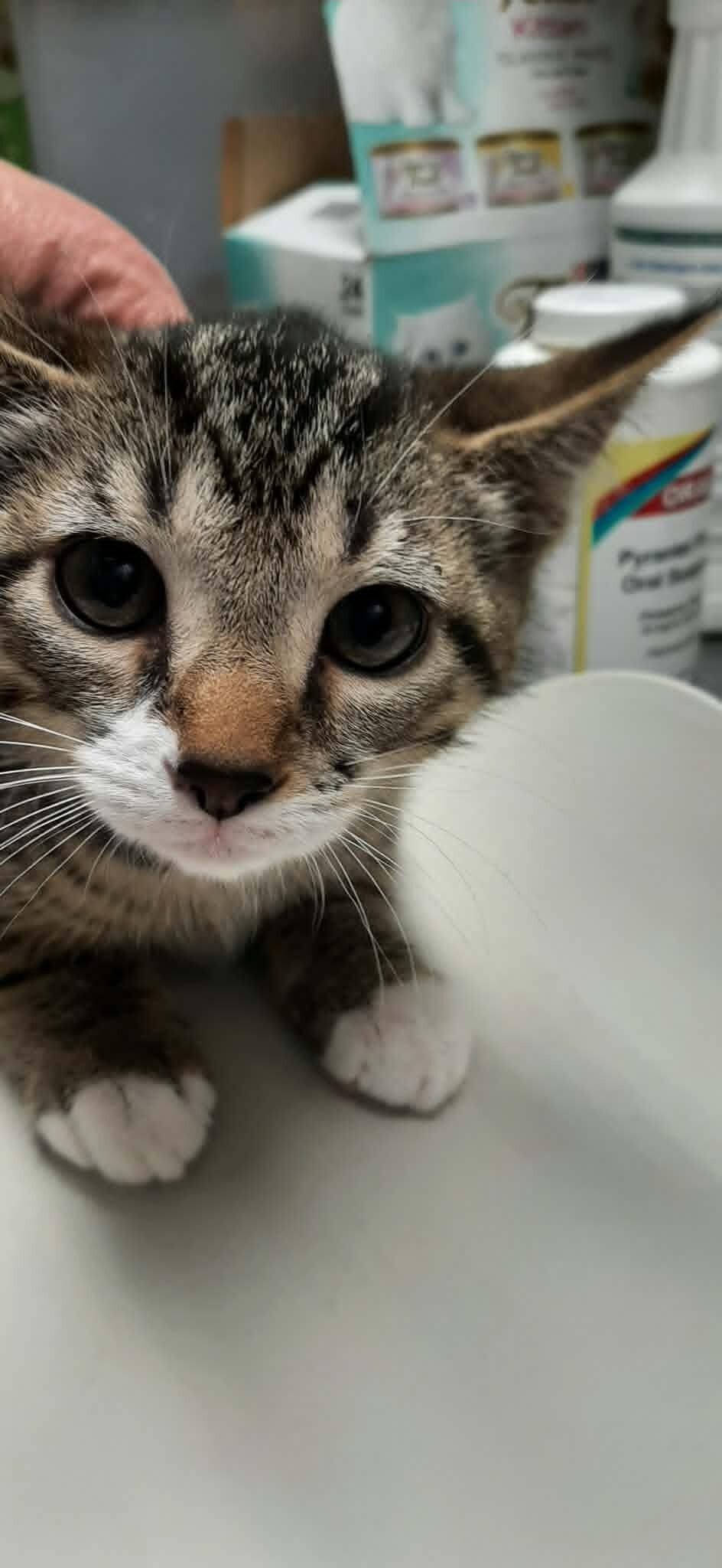 Thyme, a Adoptable Domestic Short Hair in Georgetown, OH image 1/2