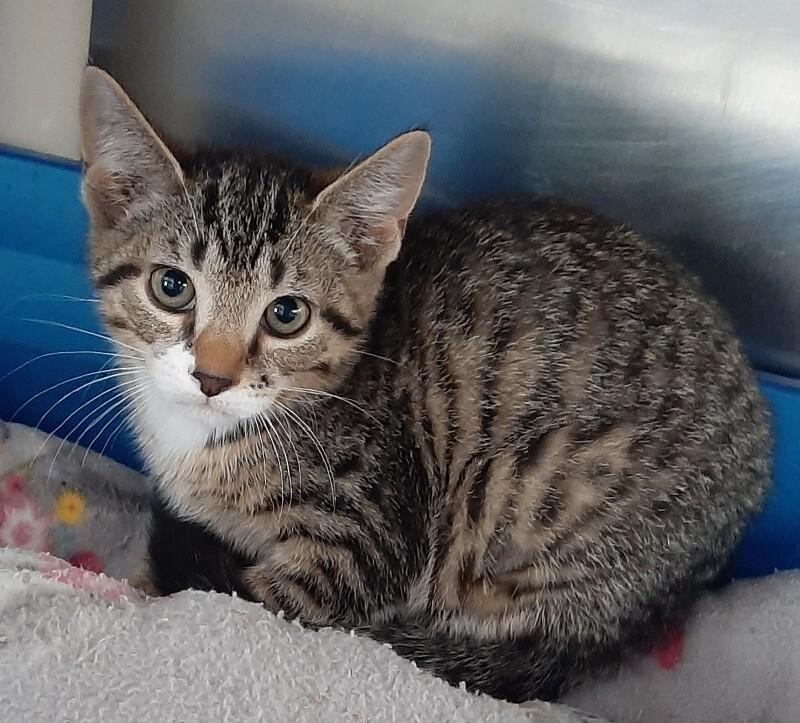 Thyme, a Adoptable Domestic Short Hair in Georgetown, OH image 2/2