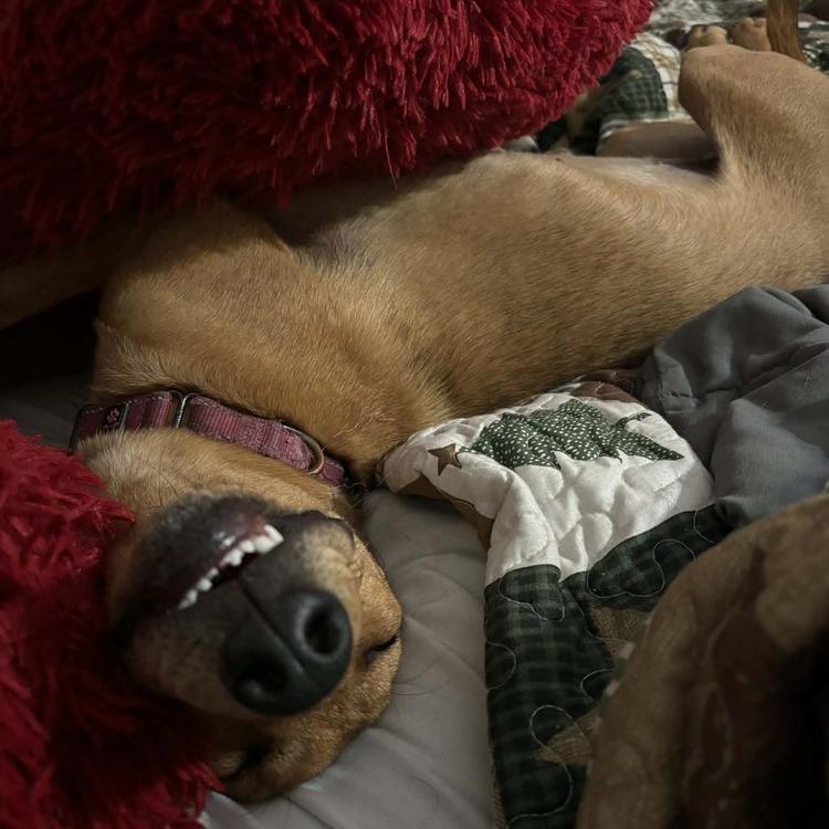 Kris (Nola Bean), Adoptable, Young Female Retriever & Mixed Breed.
