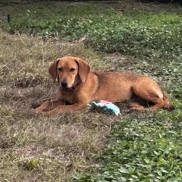 Enlarge Kris (Nola Bean), a Adoptable mixed breed in Seminole, FL image 3/4