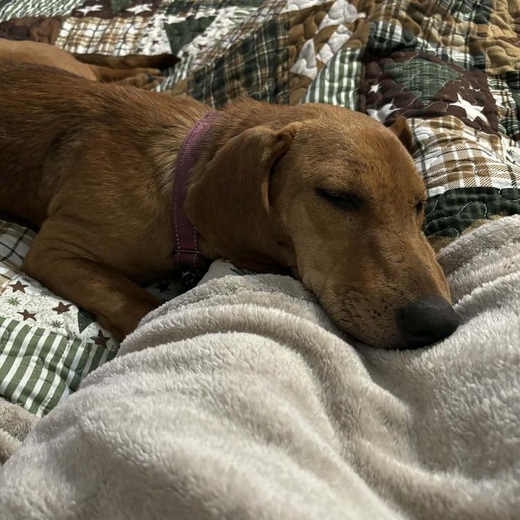 Enlarge Kris (Nola Bean), a Adoptable mixed breed in Seminole, FL image 4/4