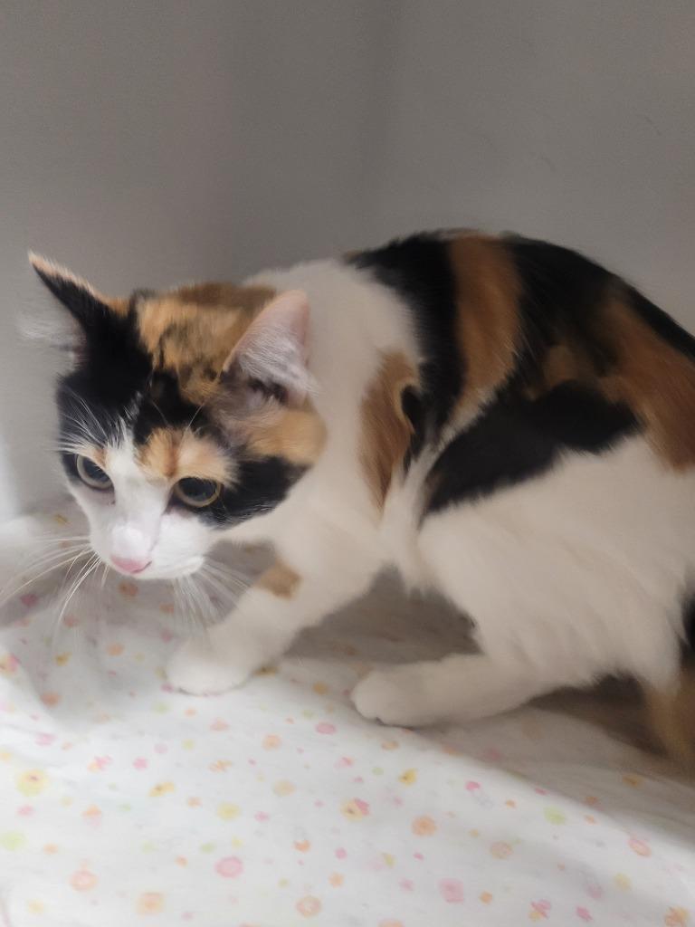 Enlarge Tia, a Adoptable Domestic Medium Hair in Huntsville, TX image 1/1