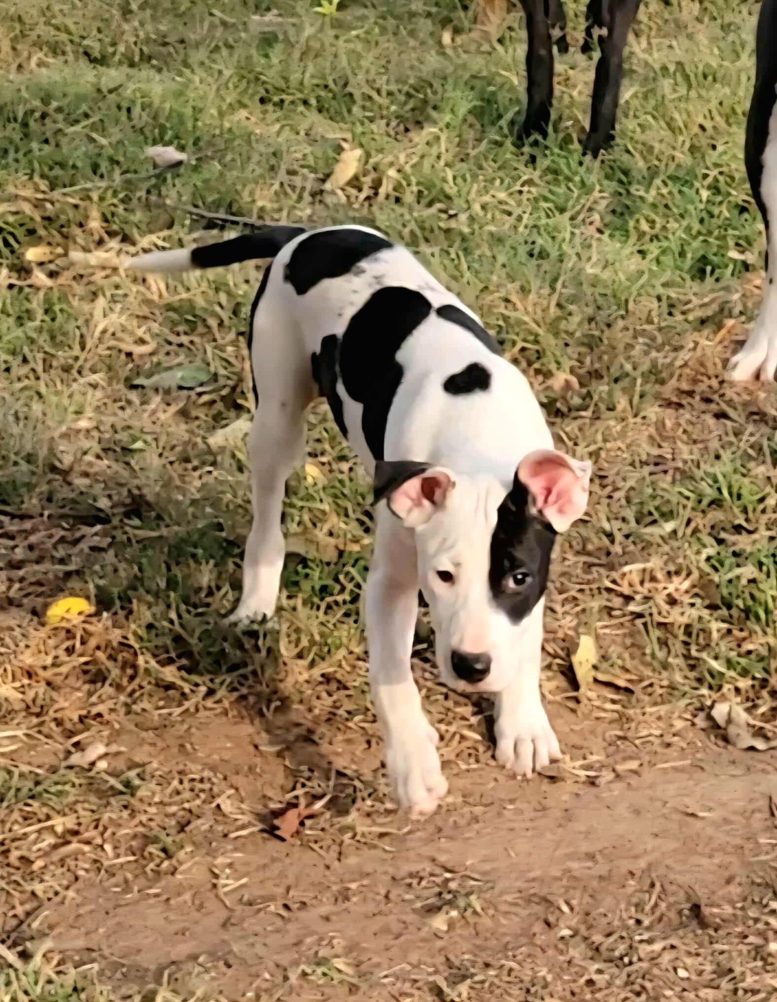 Samara, a Adoptable mixed breed in Newcastle, OK image 1/5