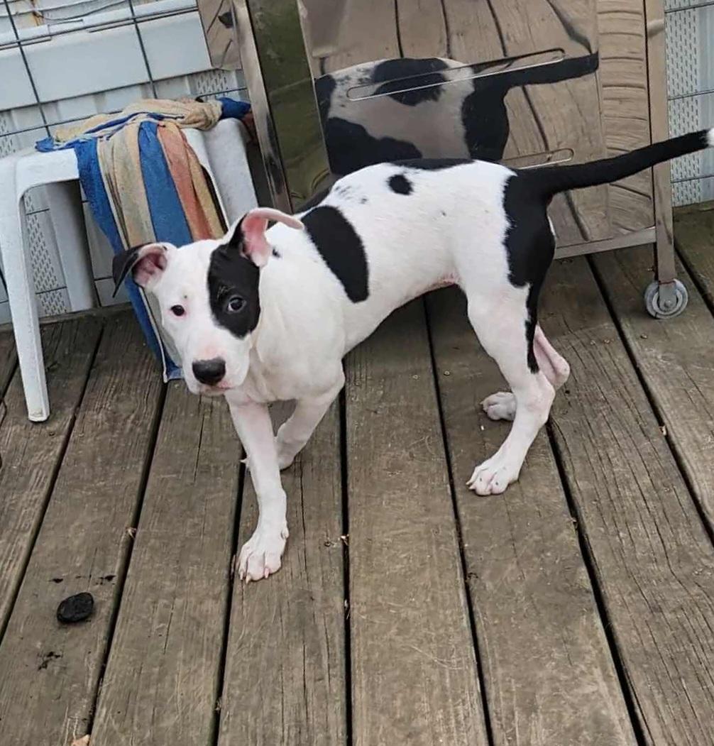 Samara, a Adoptable mixed breed in Newcastle, OK image 2/5