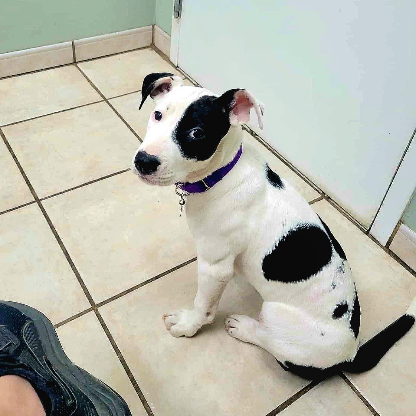 Samara, a Adoptable mixed breed in Newcastle, OK image 3/5