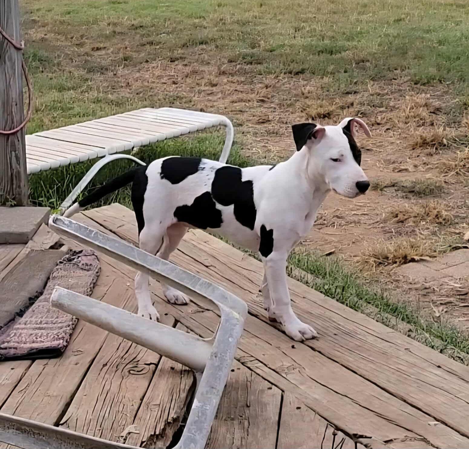 Samara, a Adoptable mixed breed in Newcastle, OK image 4/5