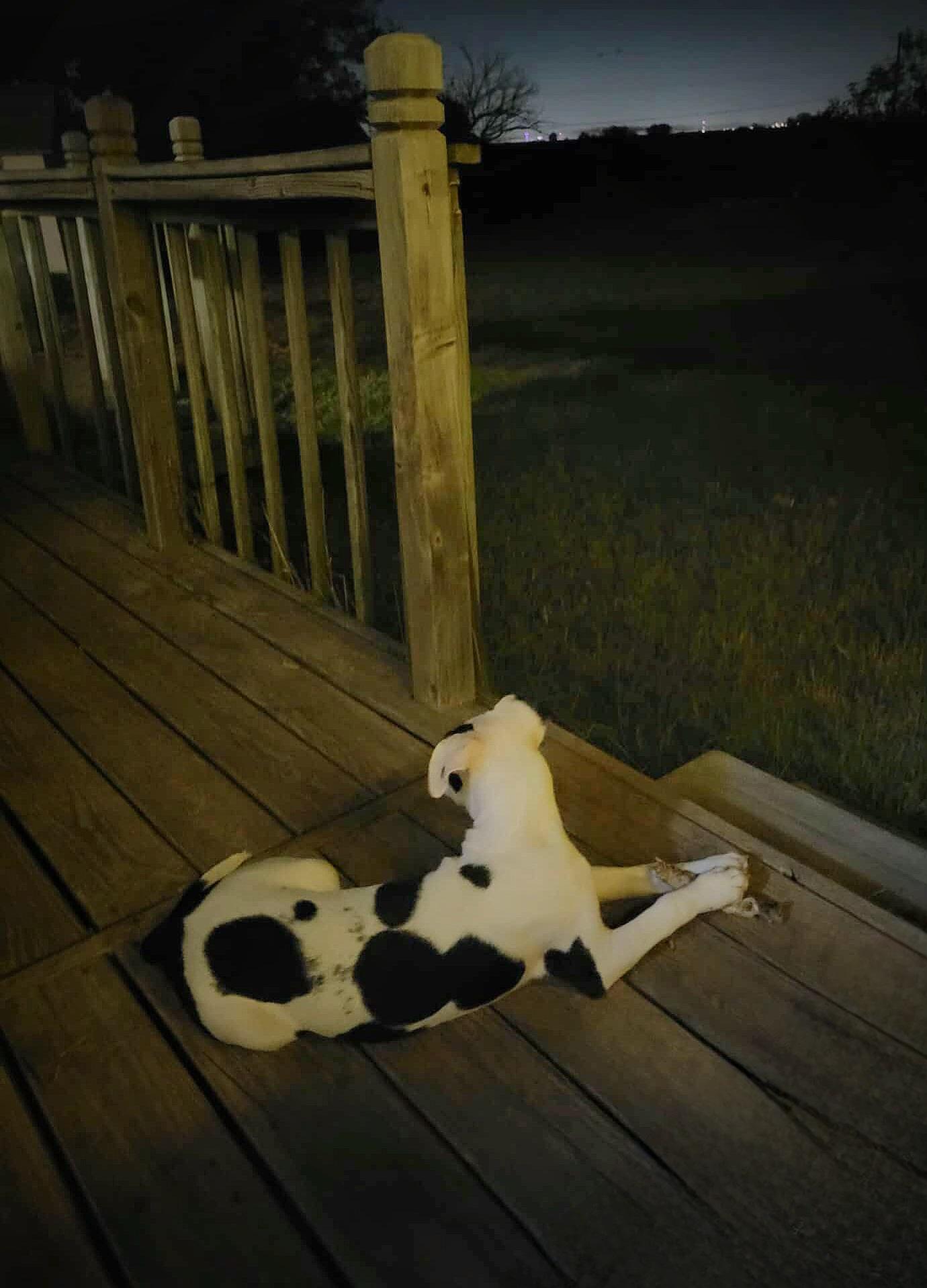 Samara, a Adoptable mixed breed in Newcastle, OK image 5/5