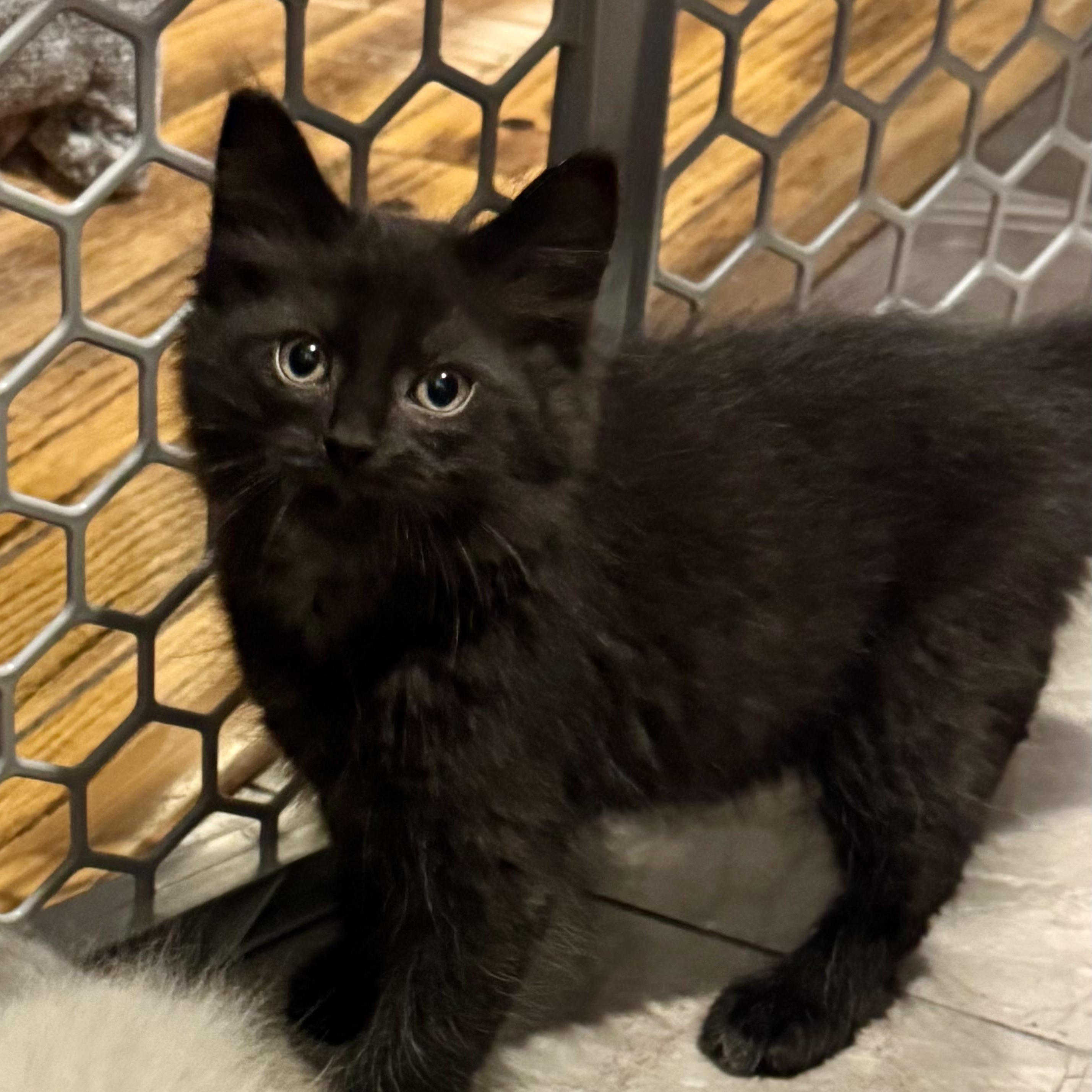 Enlarge Storm, an adopted Domestic Long Hair in East Amherst, NY image 1/4