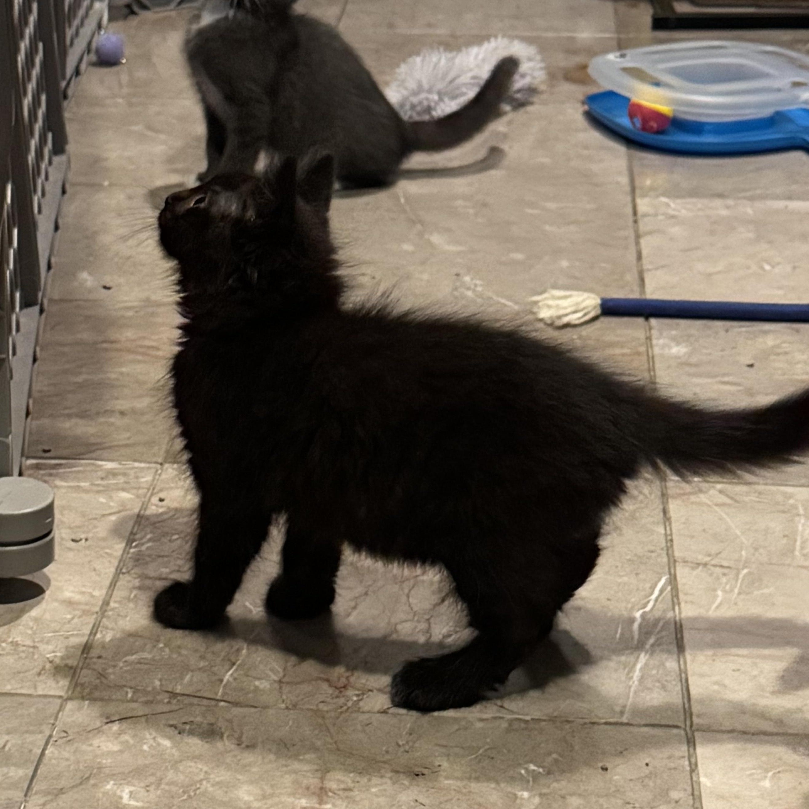 Enlarge Storm, an adopted Domestic Long Hair in East Amherst, NY image 3/4