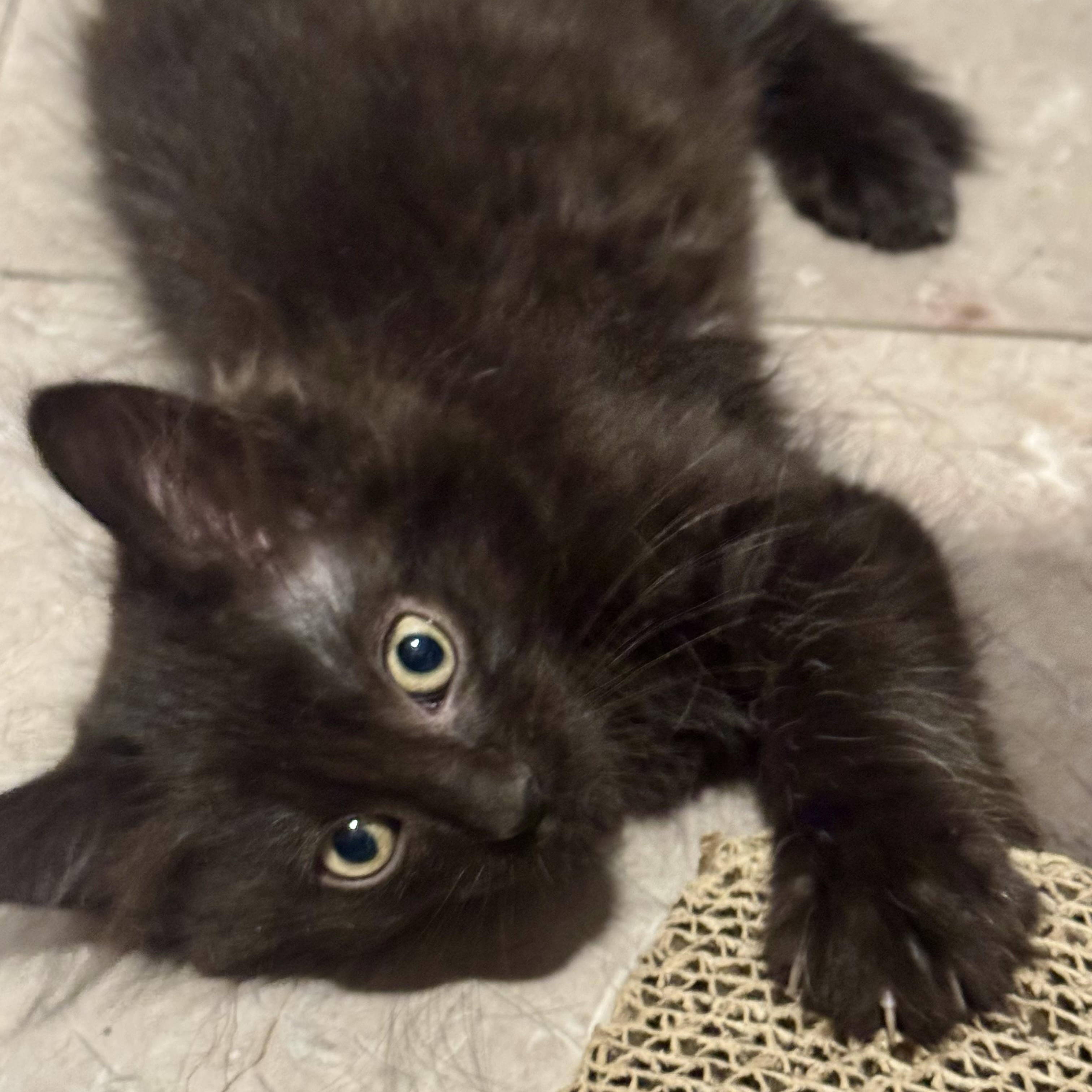 Enlarge Storm, an adopted Domestic Long Hair in East Amherst, NY image 2/4