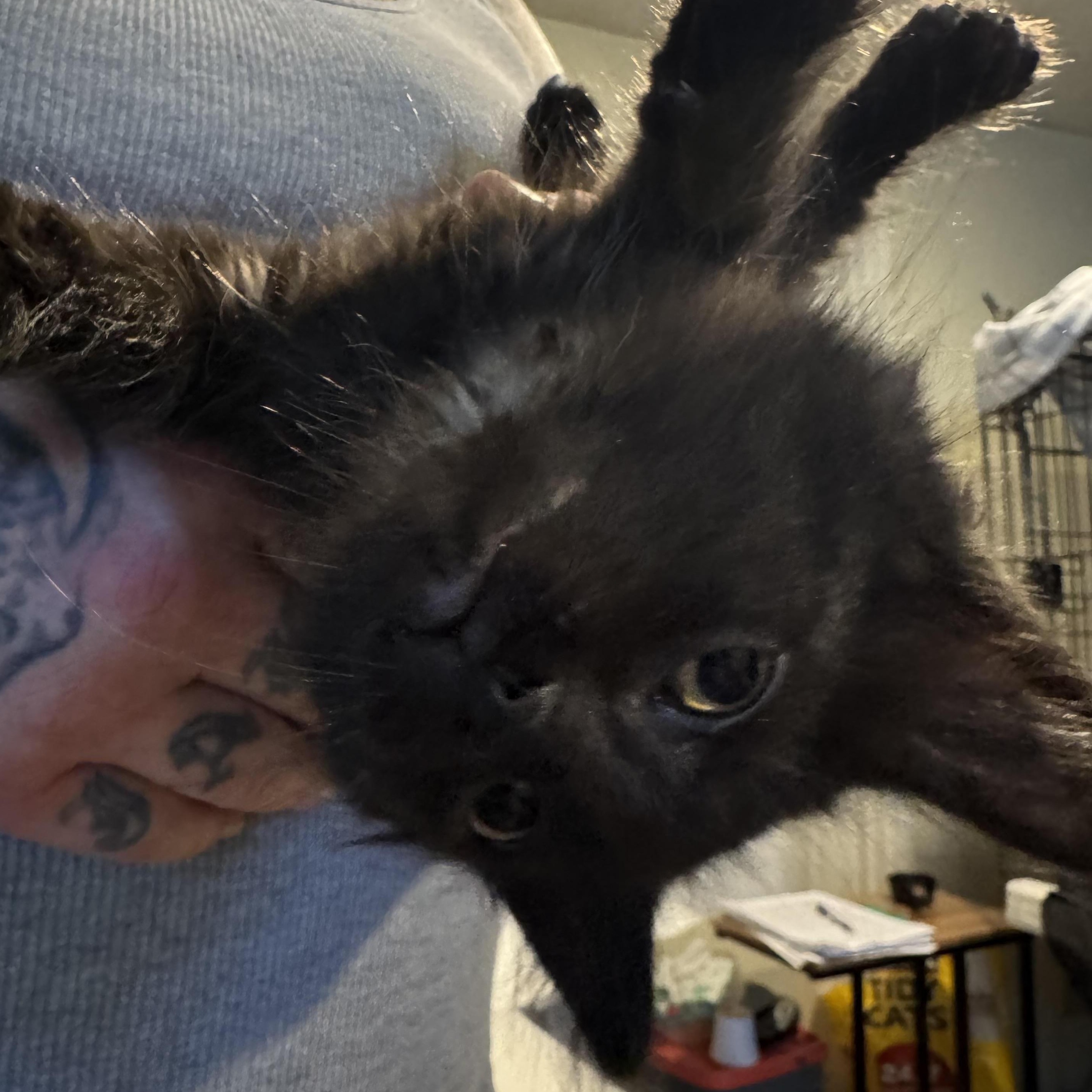 Enlarge Storm, an adopted Domestic Long Hair in East Amherst, NY image 4/4