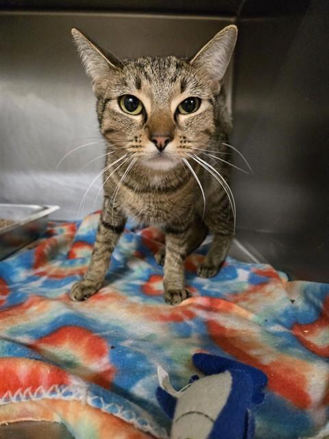 SHELLY, Adoptable, Young Female Domestic Short Hair.