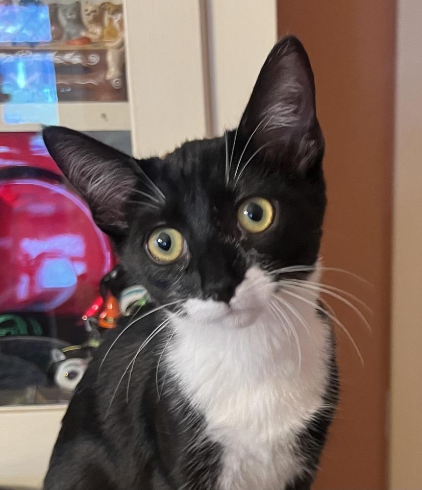 Precious, adopted, Kitten Female Domestic Short Hair.