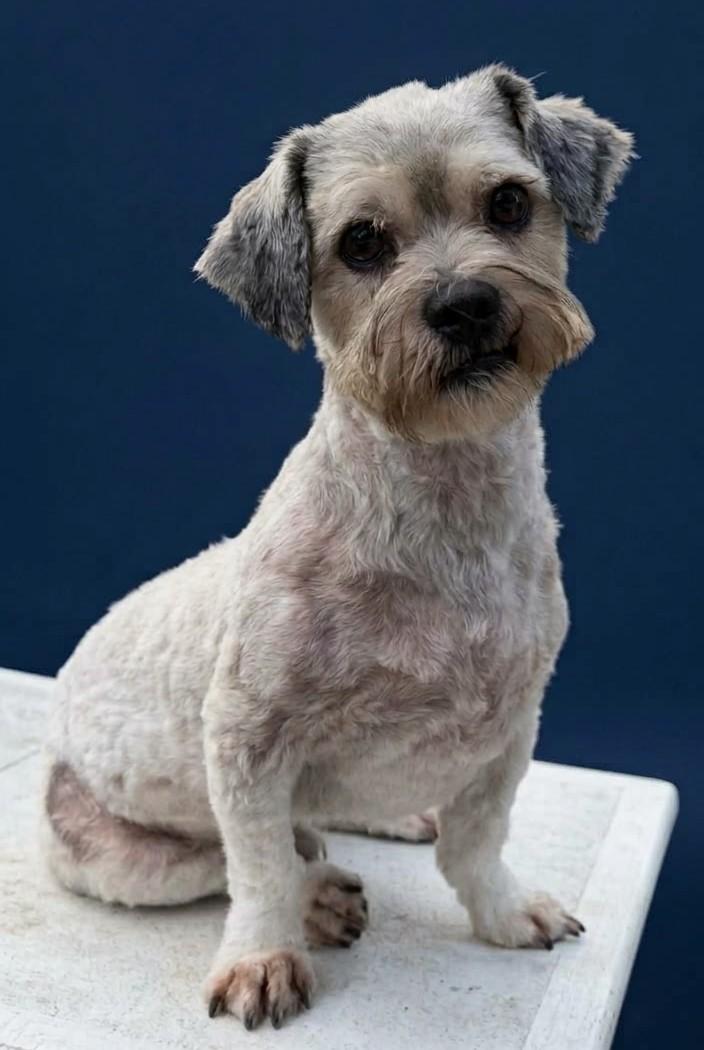 Paul, Adoptable, Young Male Lhasa Apso & Miniature Poodle.