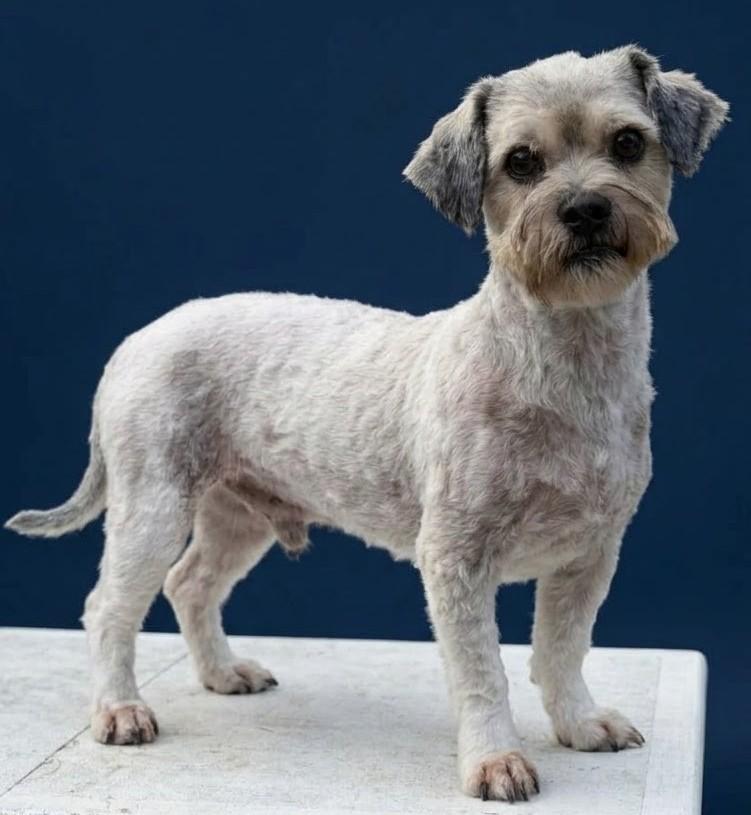Enlarge Paul, a Adoptable mixed breed in Olympia, WA image 2/3