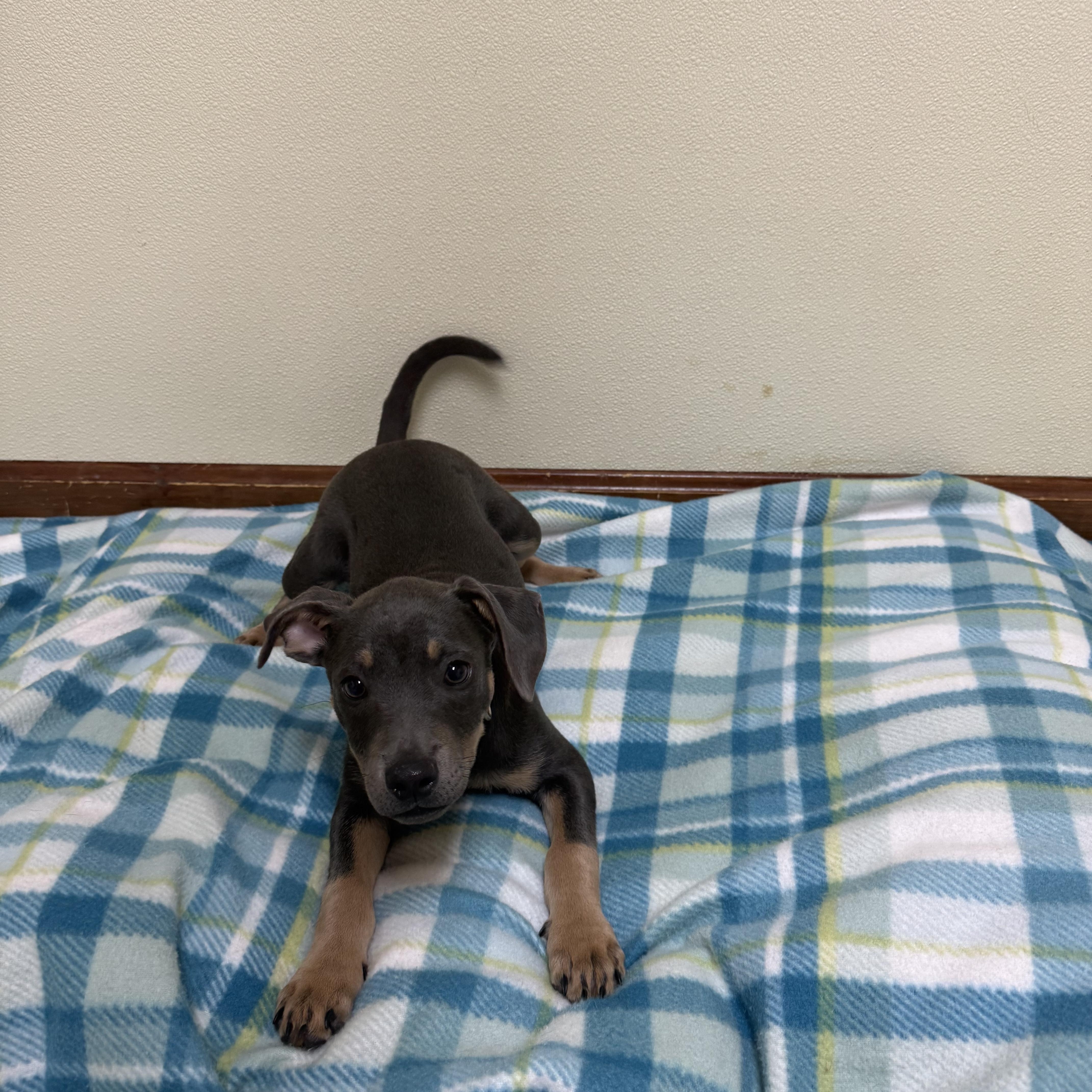 Enlarge Willow, an adopted mixed breed in Douglas, MA image 2/4