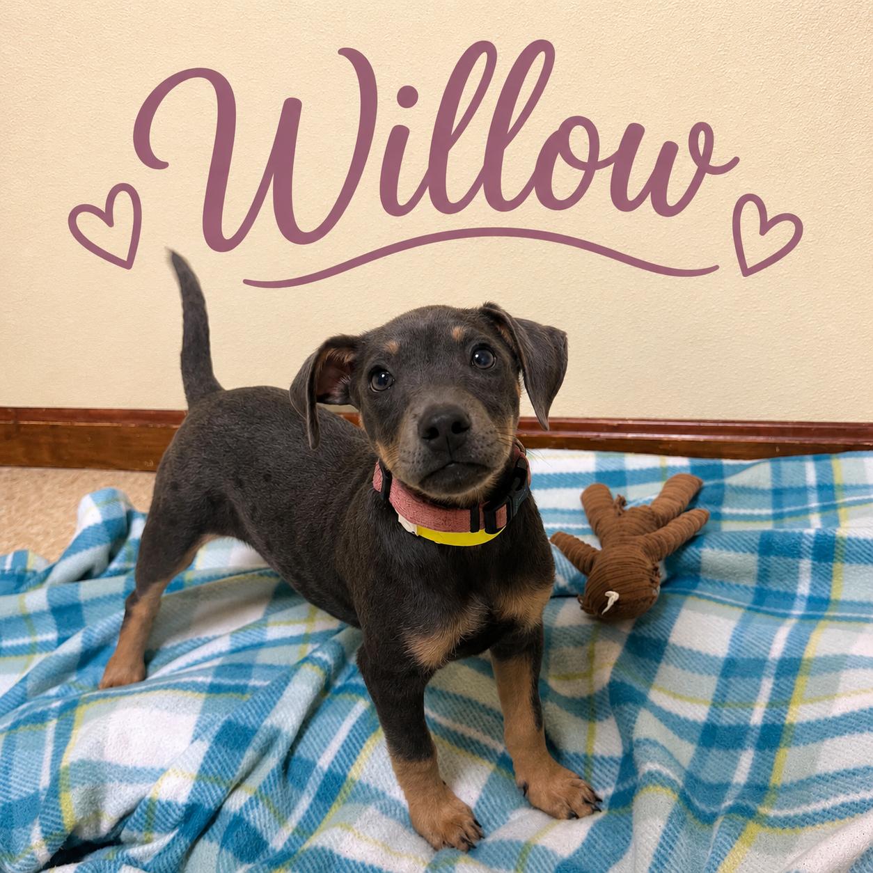 Enlarge Willow, an adopted mixed breed in Douglas, MA image 1/4