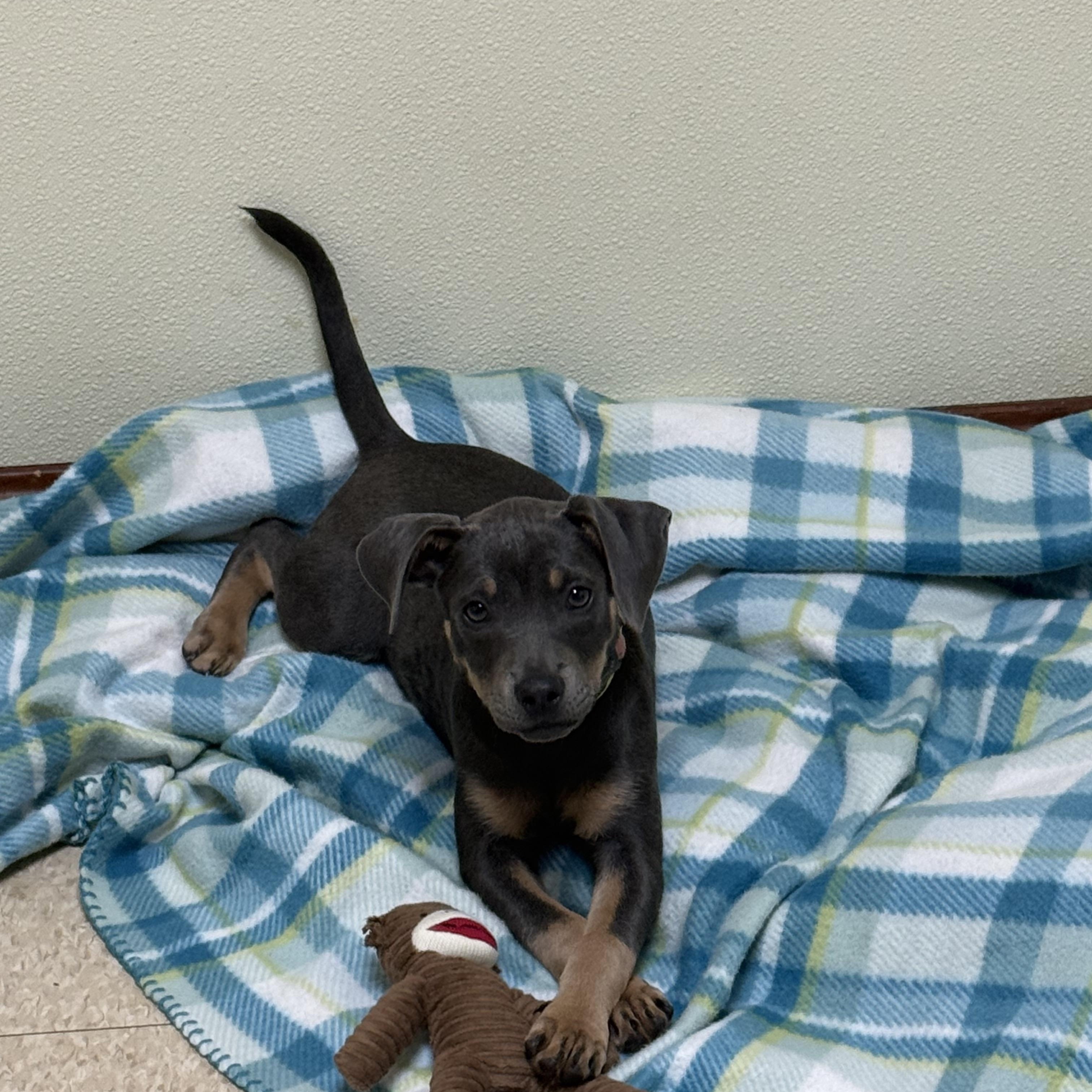 Enlarge Willow, an adopted mixed breed in Douglas, MA image 3/4