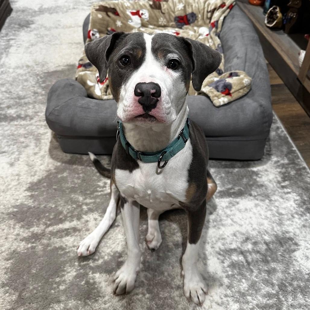 Ryu, Adoptable, Puppy Male Mixed Breed.