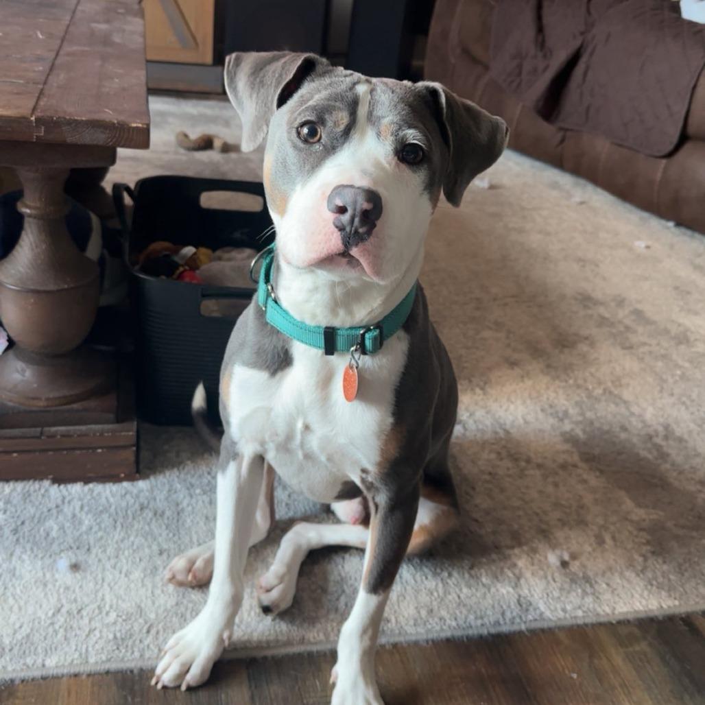 Enlarge Ryu, a Adoptable Mixed Breed in Newton, IA image 2/3