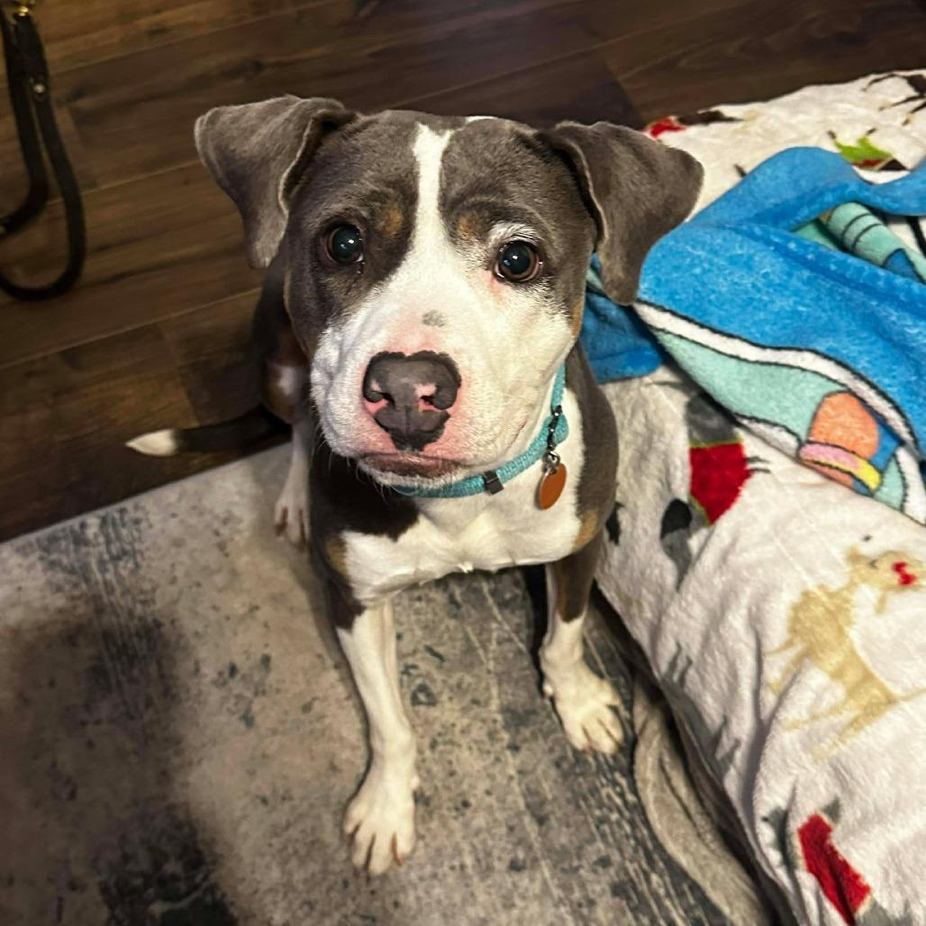 Enlarge Ryu, a Adoptable Mixed Breed in Newton, IA image 3/3