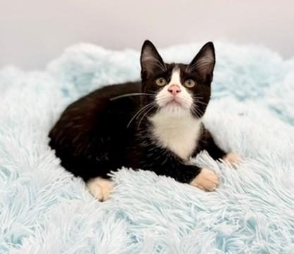 Enlarge Hyperbole , an adopted Domestic Short Hair in Covington, LA image 2/6