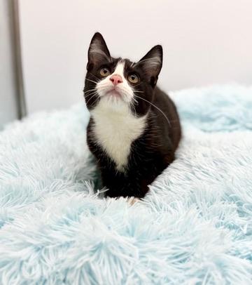 Enlarge Hyperbole , an adopted Domestic Short Hair in Covington, LA image 1/6