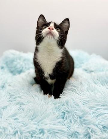 Enlarge Hyperbole , an adopted Domestic Short Hair in Covington, LA image 4/6