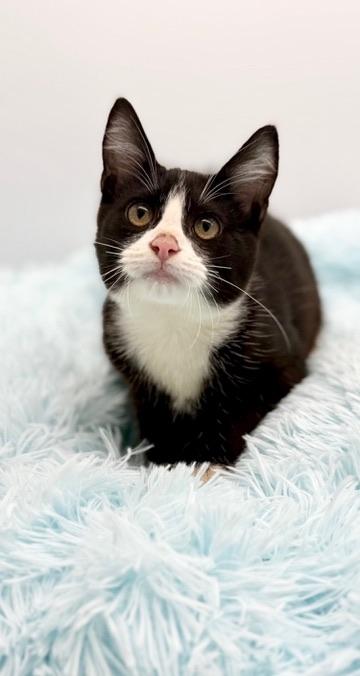 Enlarge Hyperbole , an adopted Domestic Short Hair in Covington, LA image 6/6