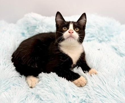 Enlarge Hyperbole , an adopted Domestic Short Hair in Covington, LA image 5/6