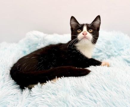 Enlarge Hyperbole , an adopted Domestic Short Hair in Covington, LA image 3/6