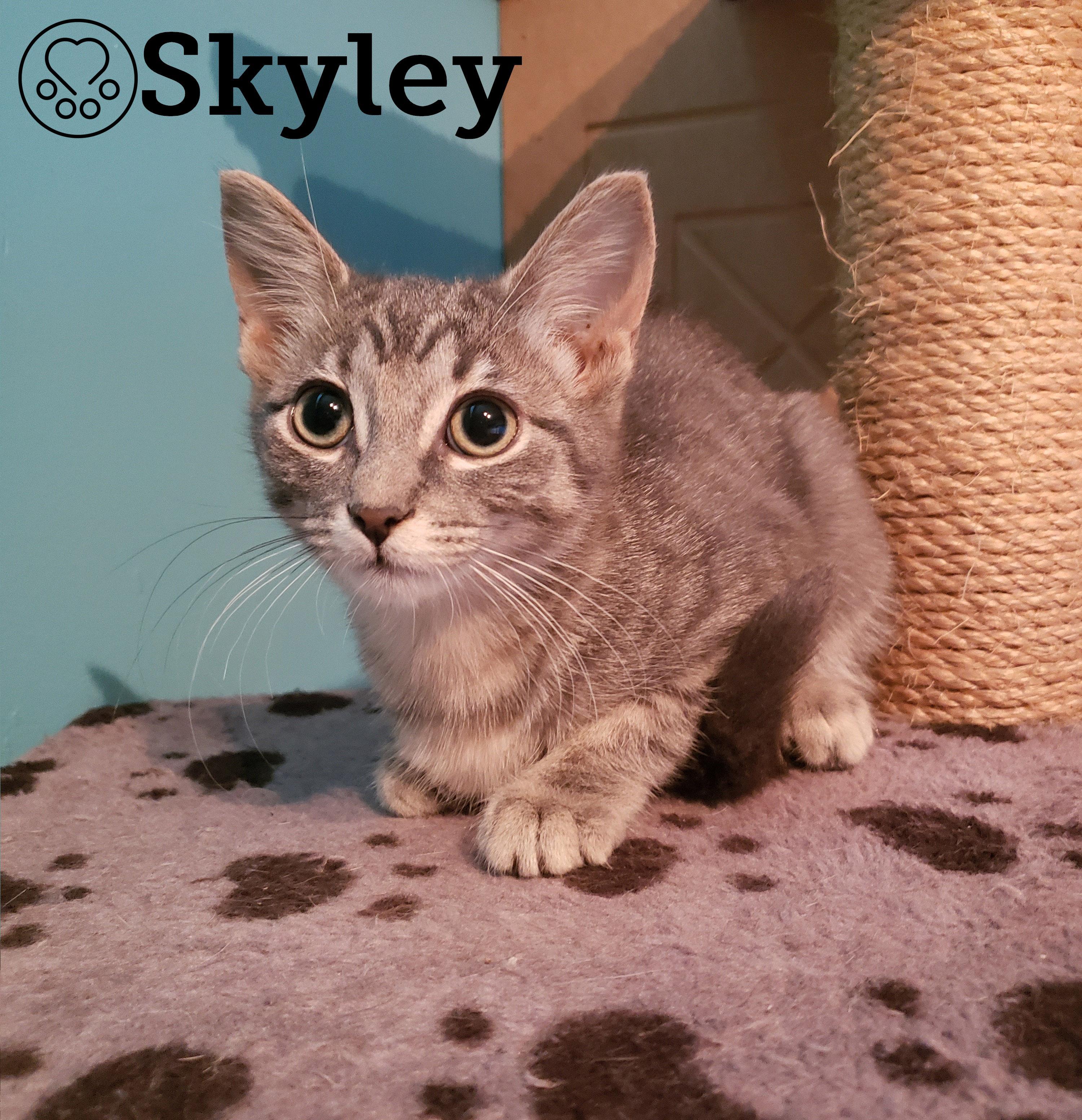 Skyley, Adoptable, Kitten Female Domestic Short Hair.